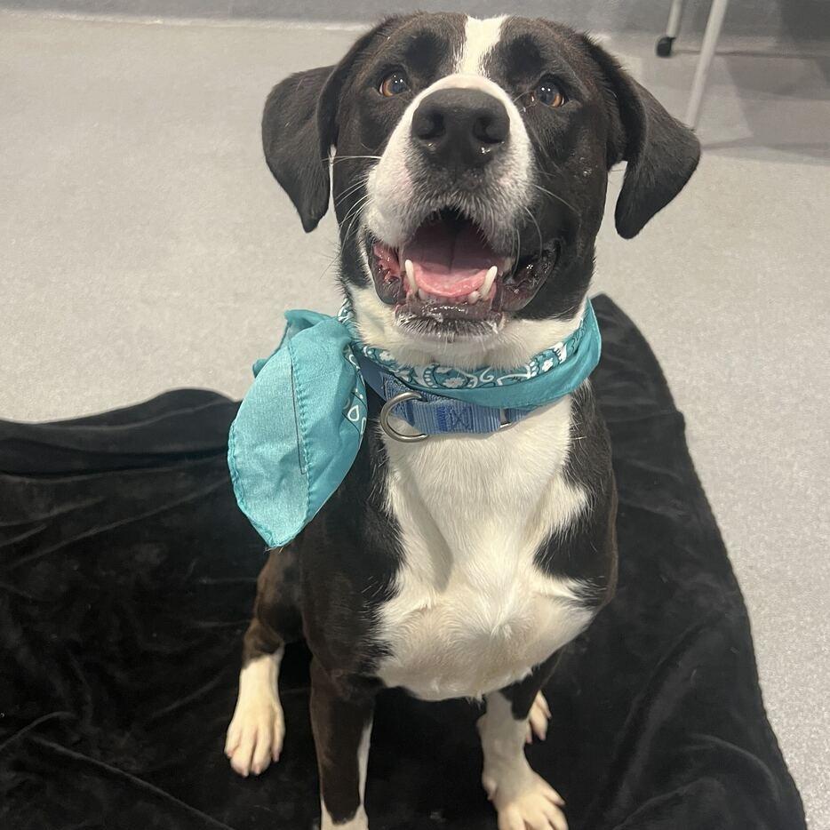 Woody, Adoptable, Young Male Mixed Breed.