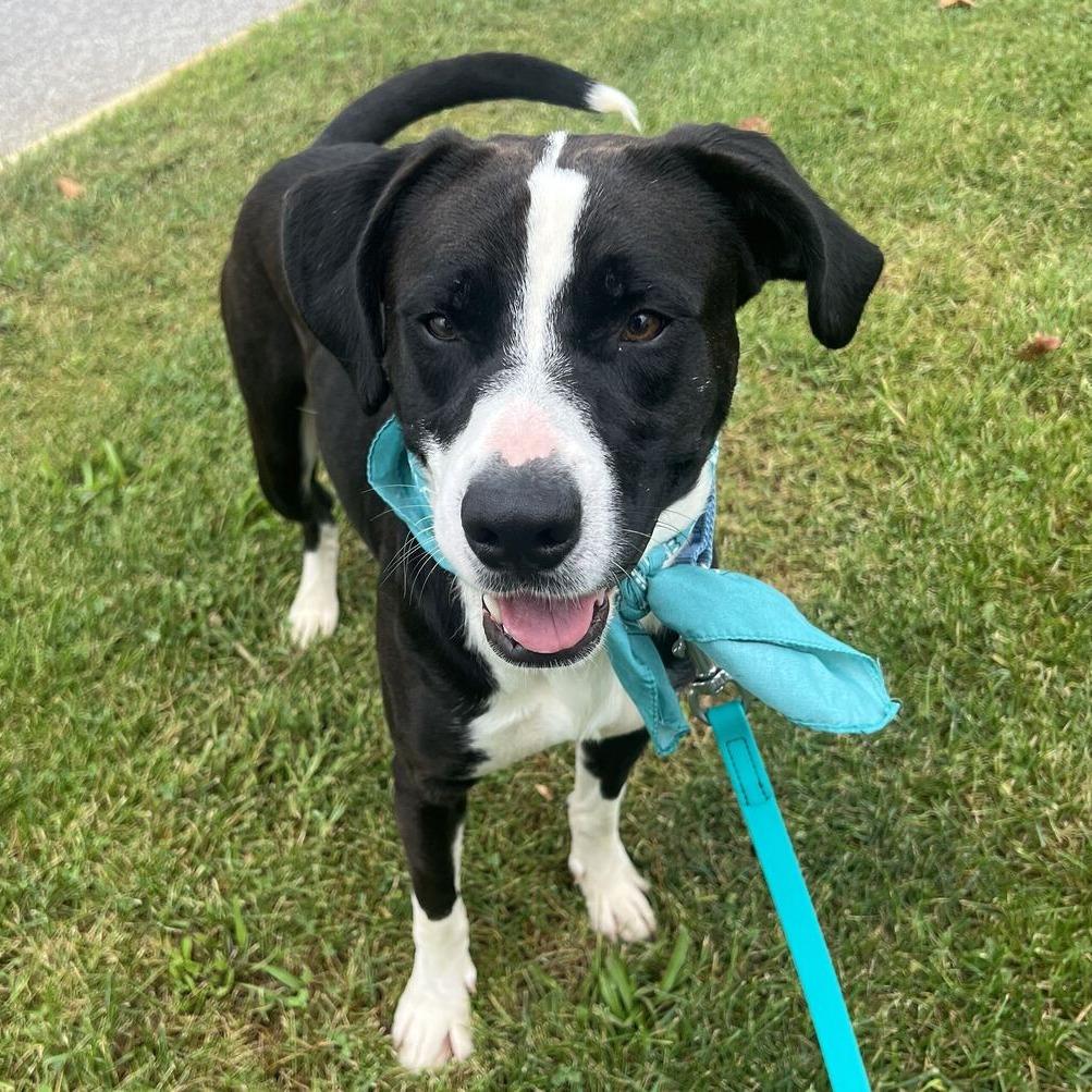Enlarge Woody, a Adoptable Mixed Breed in Canal Winchester, OH image 2/5