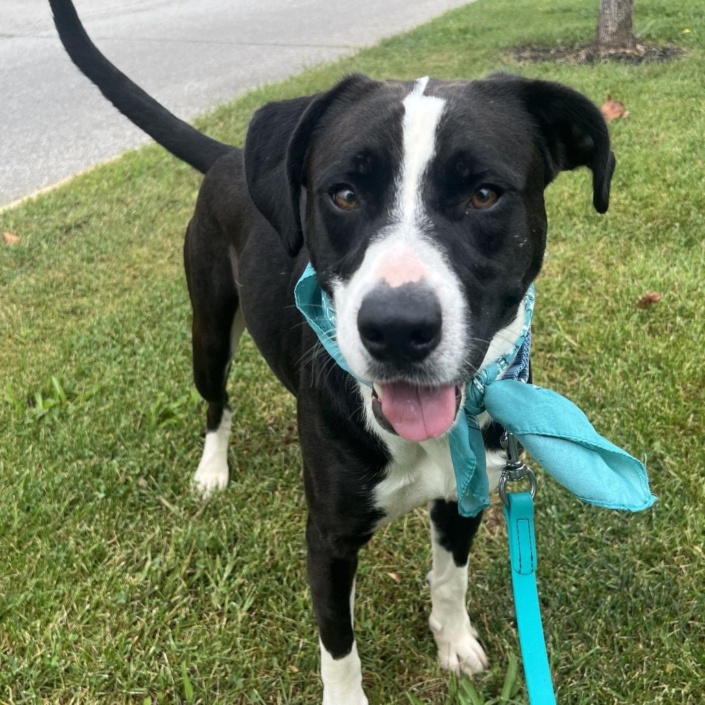 Enlarge Woody, a Adoptable Mixed Breed in Canal Winchester, OH image 3/5