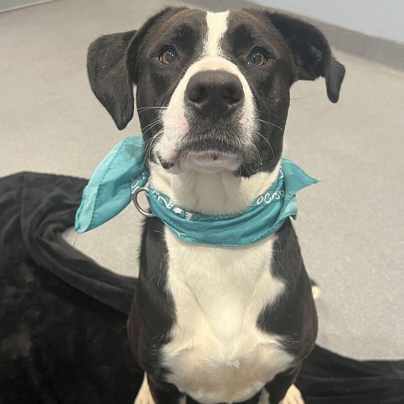 Enlarge Woody, a Adoptable Mixed Breed in Canal Winchester, OH image 4/5