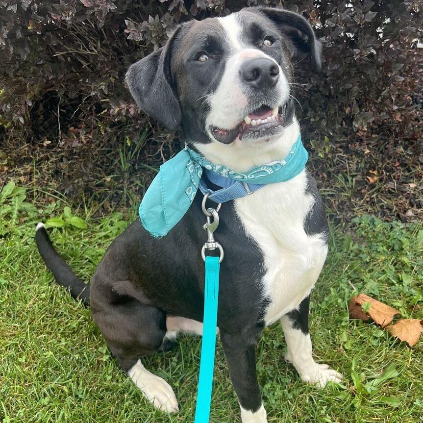 Enlarge Woody, a Adoptable Mixed Breed in Canal Winchester, OH image 5/5