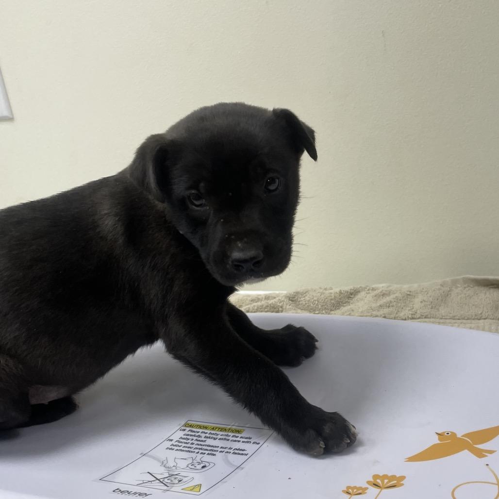 Peep, Adoptable, Puppy Female Retriever & Mixed Breed.
