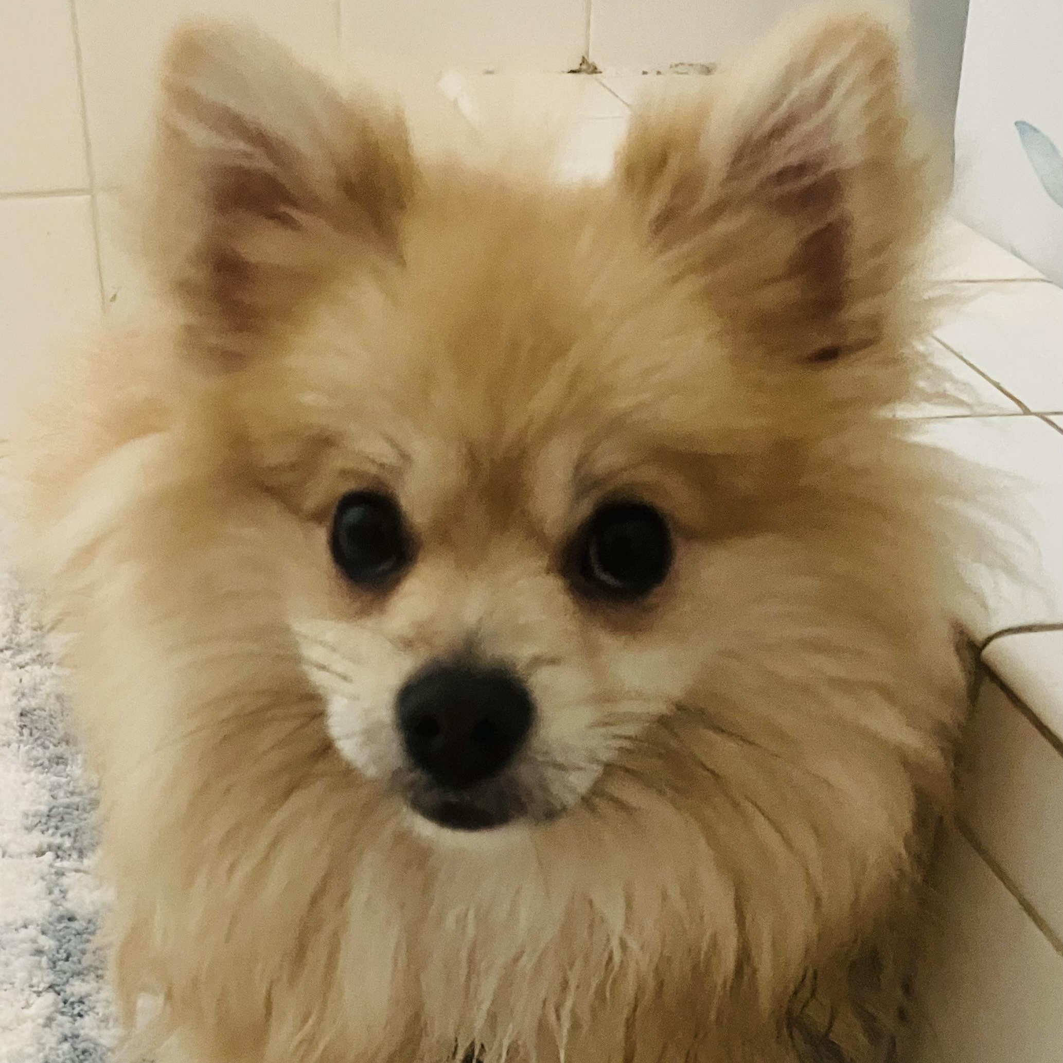 Godiva, a ADOPTABLE Pomeranian in Santa Monica, CA image 2/4