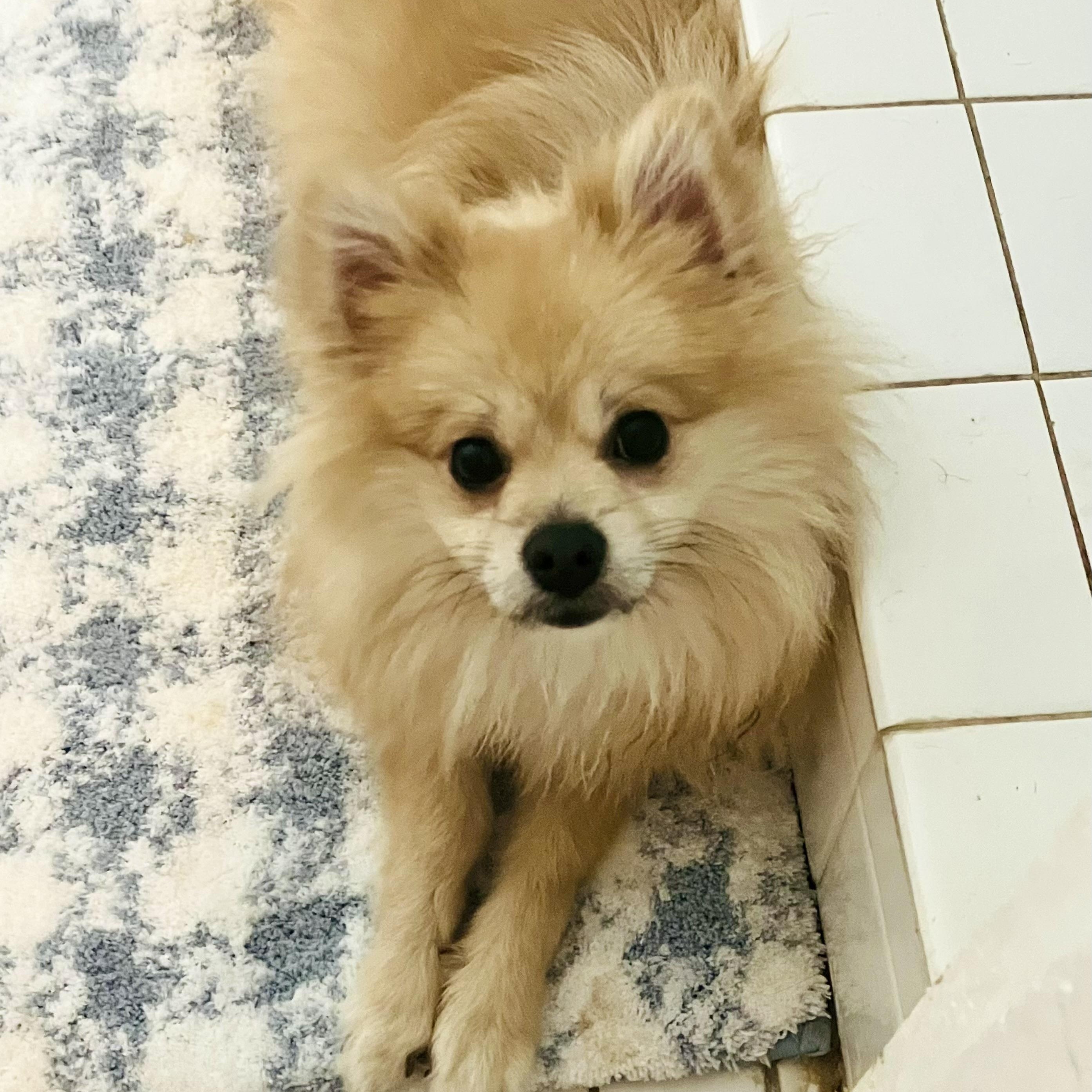 Godiva, a ADOPTABLE Pomeranian in Santa Monica, CA image 3/4
