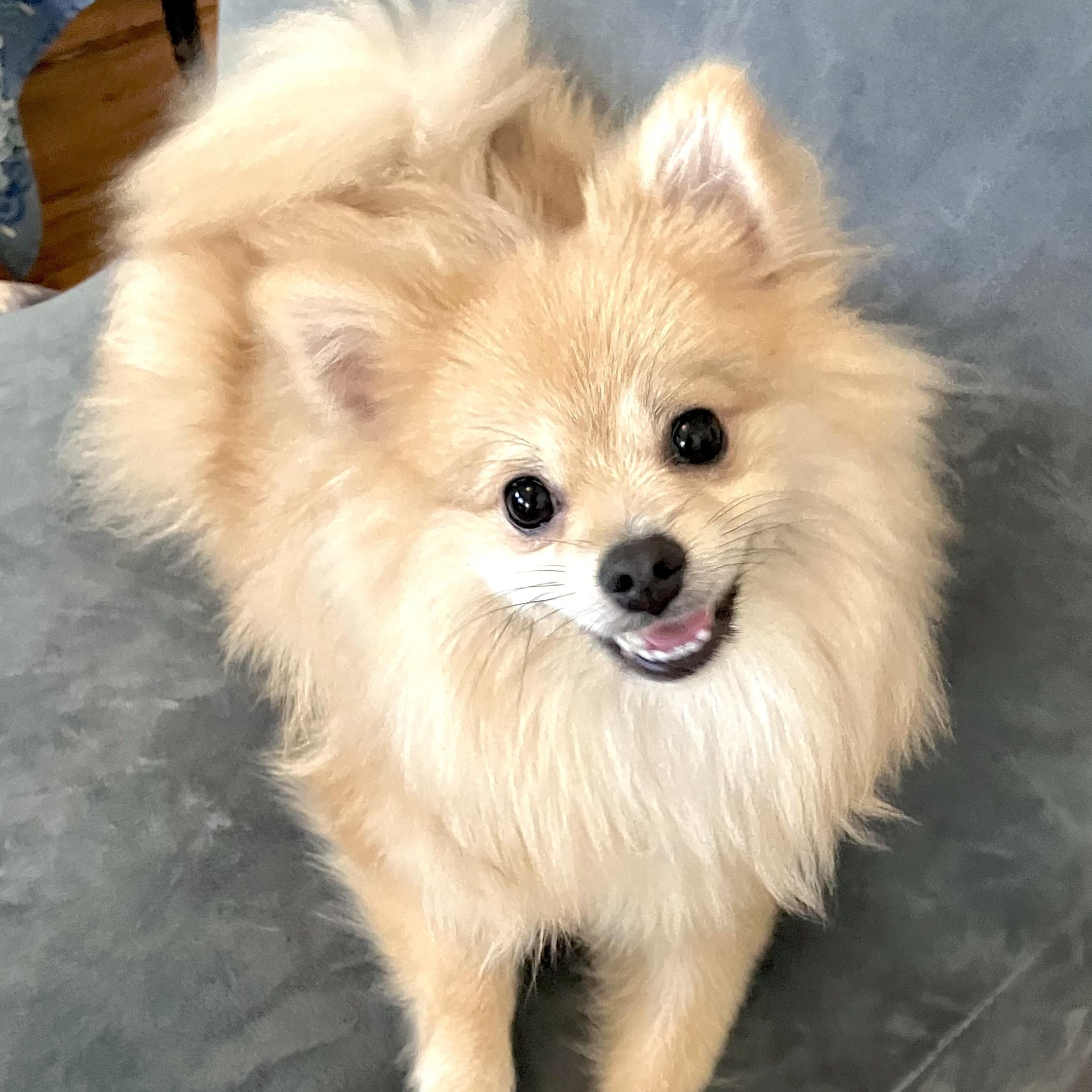 Godiva, ADOPTABLE, Young Female Pomeranian.