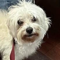 Ebony (bonded w/Ivory), Adult Female unknown