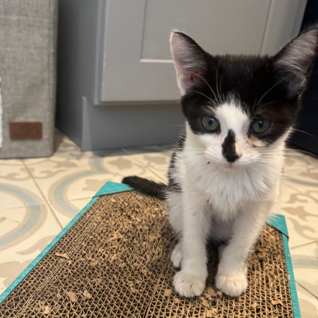 Dapper, Adoptable, Kitten Male Domestic Short Hair.