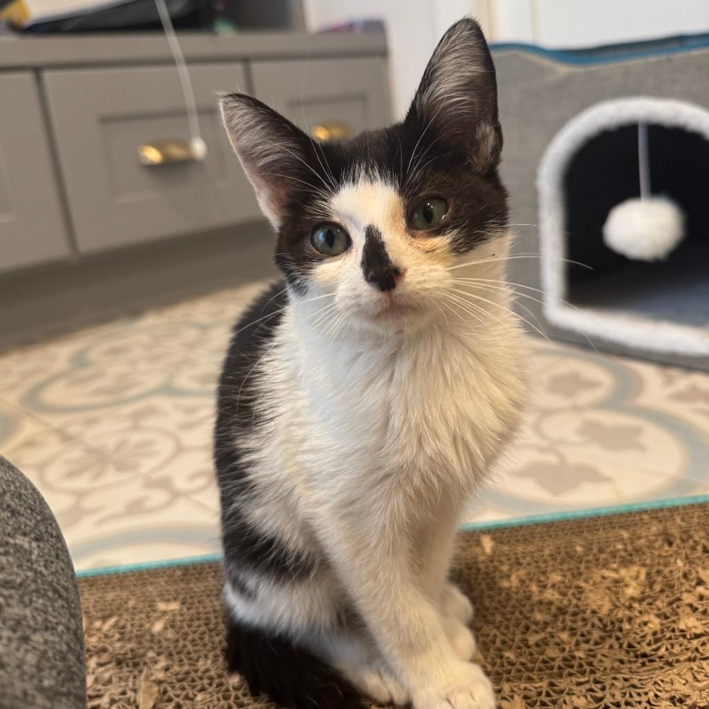 Dapper, a Adoptable Domestic Short Hair in Missouri City, TX image 2/4