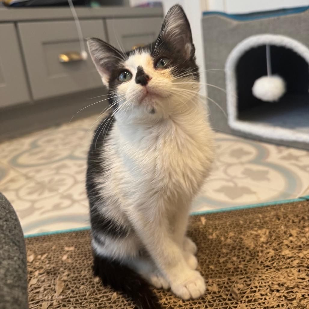 Dapper, a Adoptable Domestic Short Hair in Missouri City, TX image 3/4