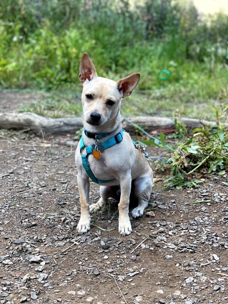 Nugget, Adopted, Adult Male Chihuahua & Miniature Pinscher.