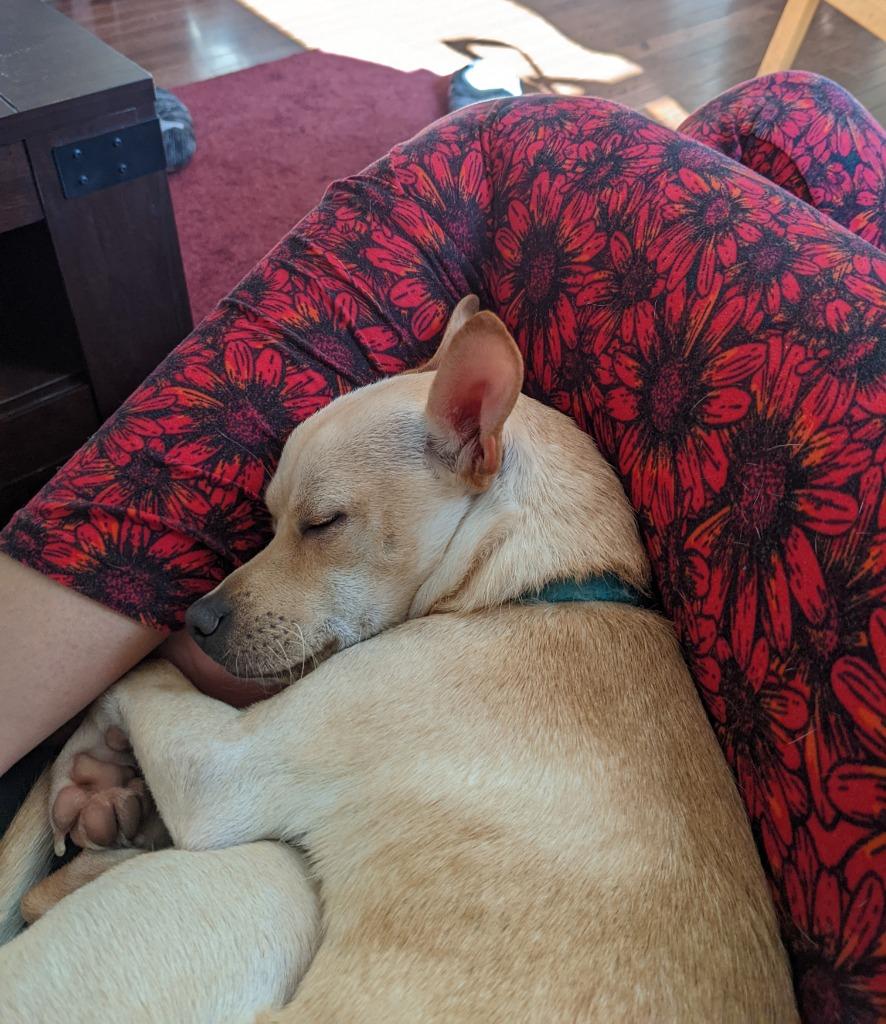 Nugget, Adoptable, Adult Male Chihuahua & Miniature Pinscher.