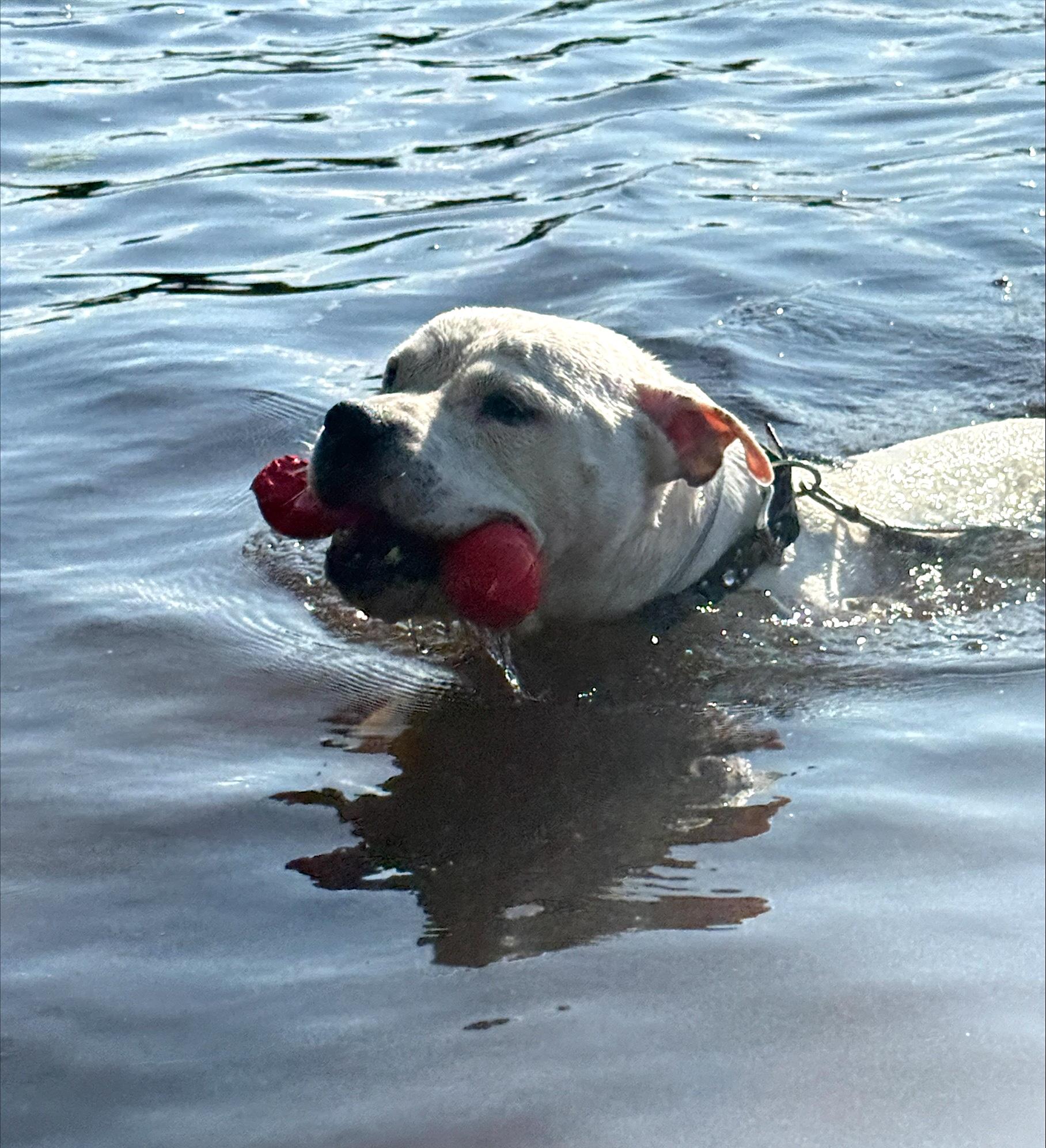 Virgil, a Adoptable mixed breed in Gloucester, MA image 4/6