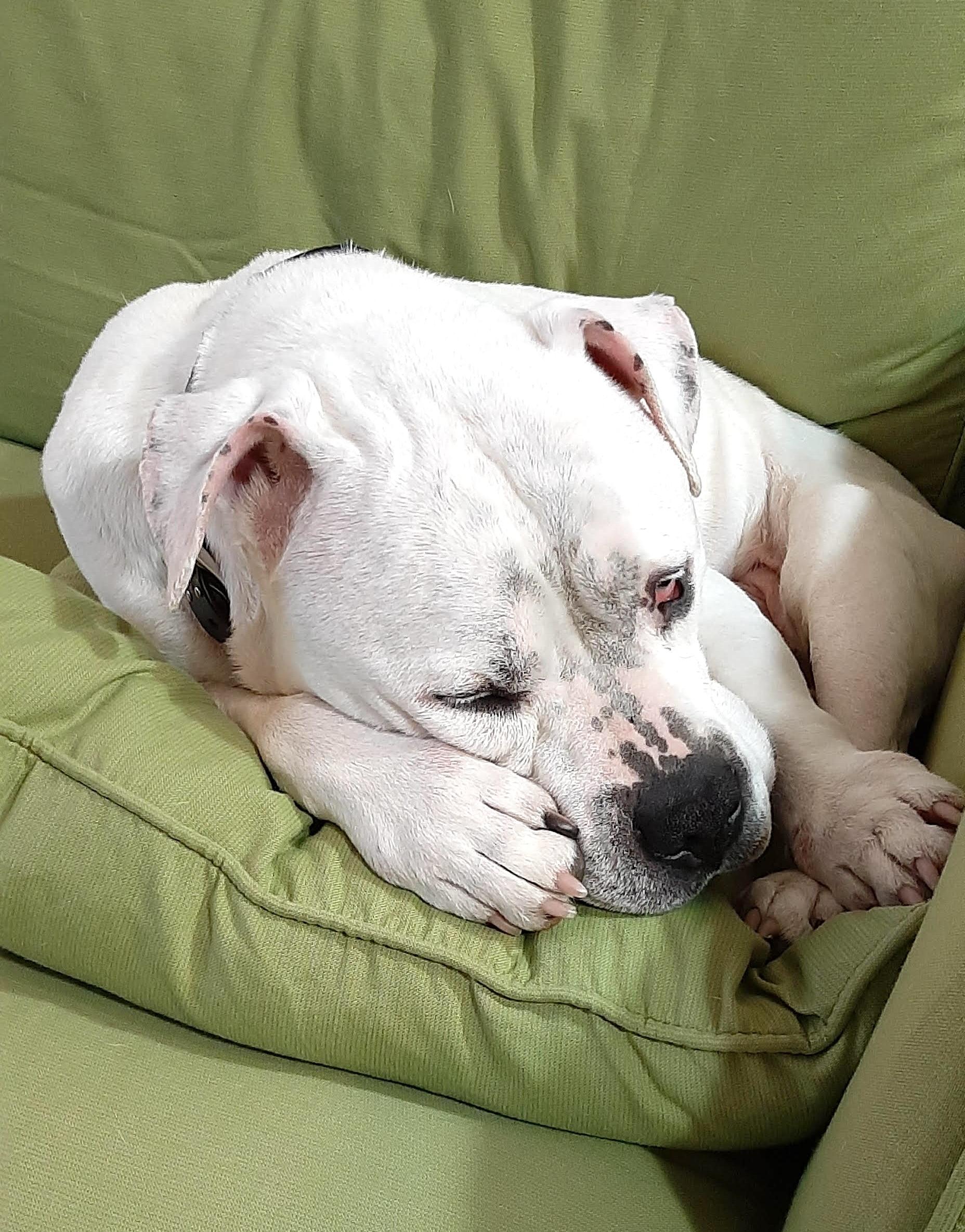 Virgil, a Adoptable mixed breed in Gloucester, MA image 5/6