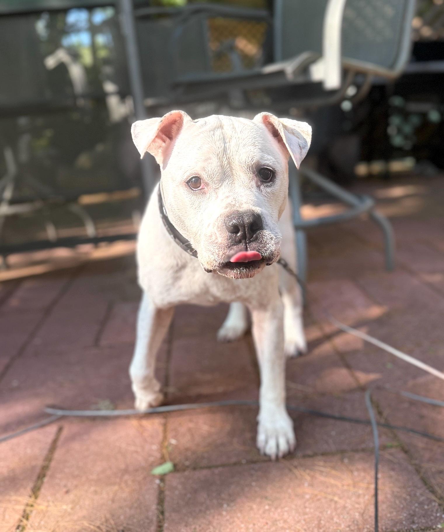 Virgil, a Adoptable mixed breed in Gloucester, MA image 2/6