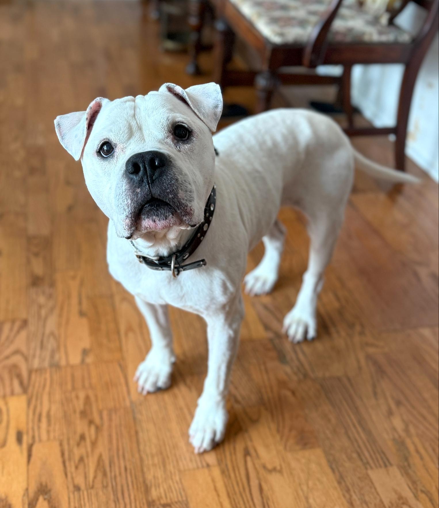 Virgil, a Adoptable mixed breed in Gloucester, MA image 1/6