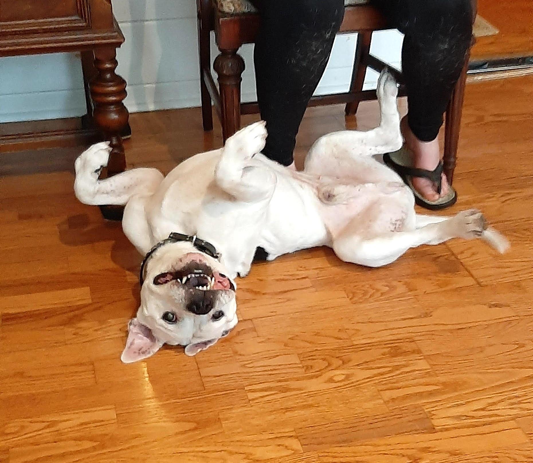 Virgil, a Adoptable mixed breed in Gloucester, MA image 3/6