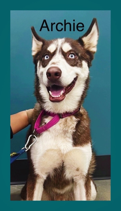 Enlarge Archie, a Adoptable Husky in Tigard, OR image 1/1