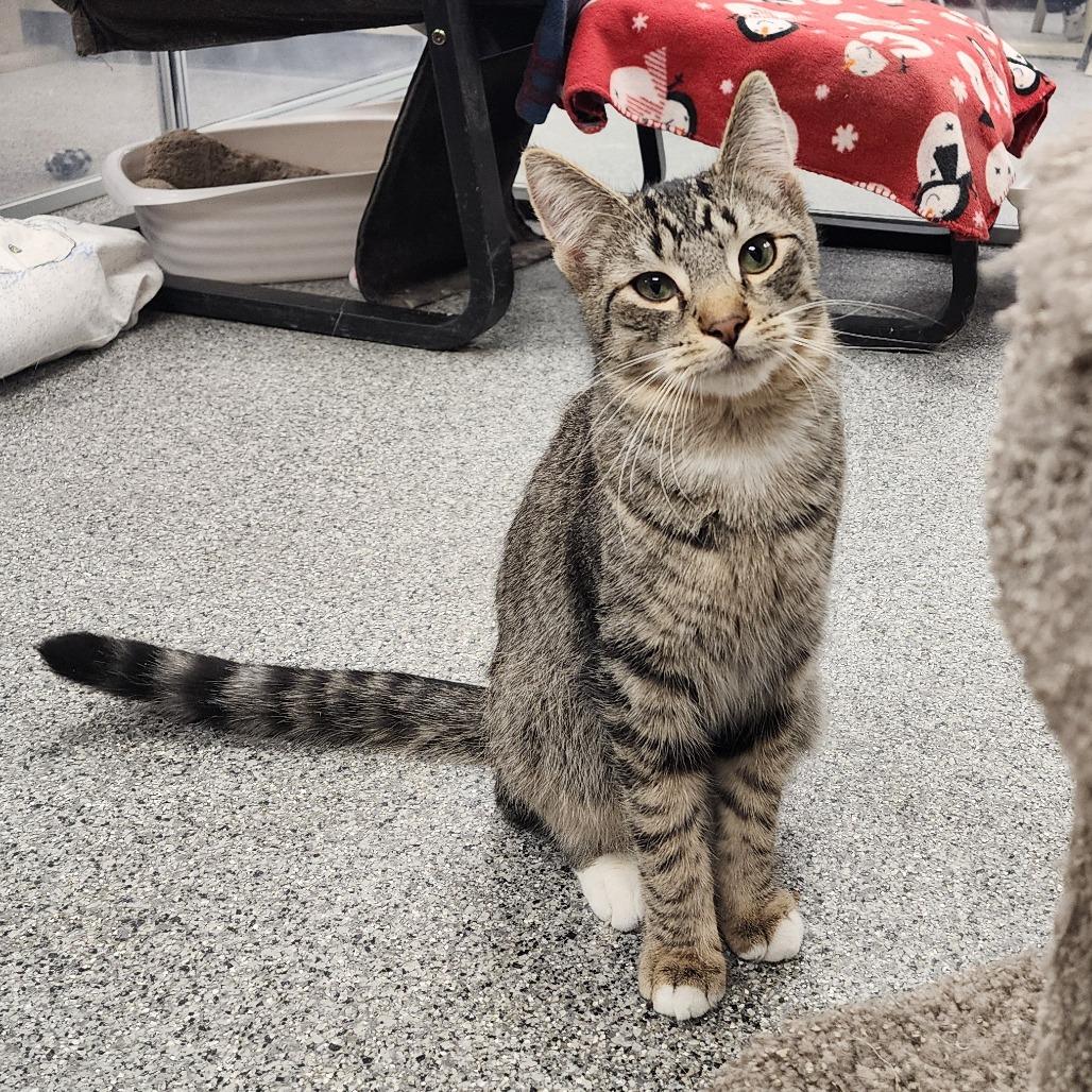 Ollie — thumbnail 2