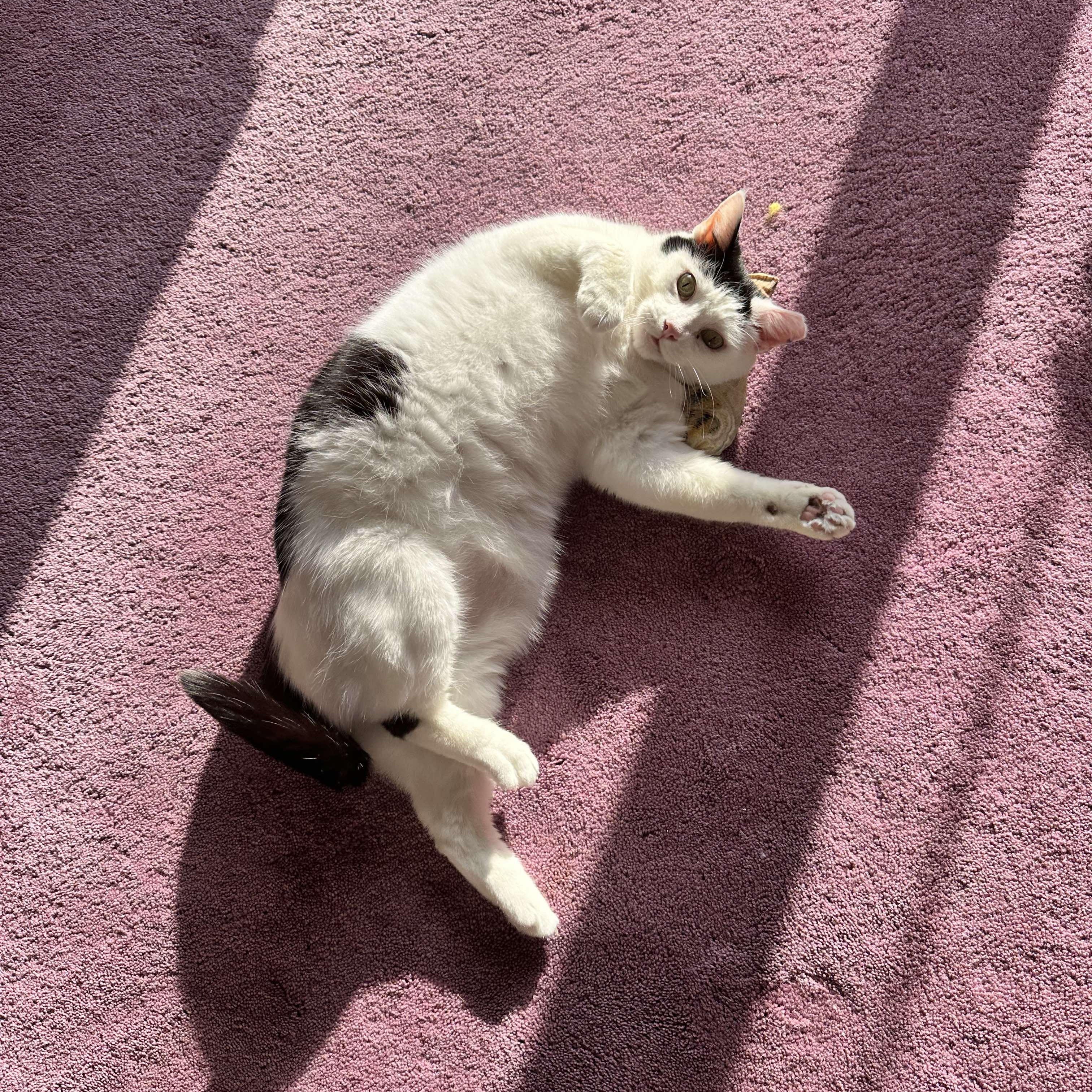 Shawnee, a Adoptable Domestic Short Hair image 2/6