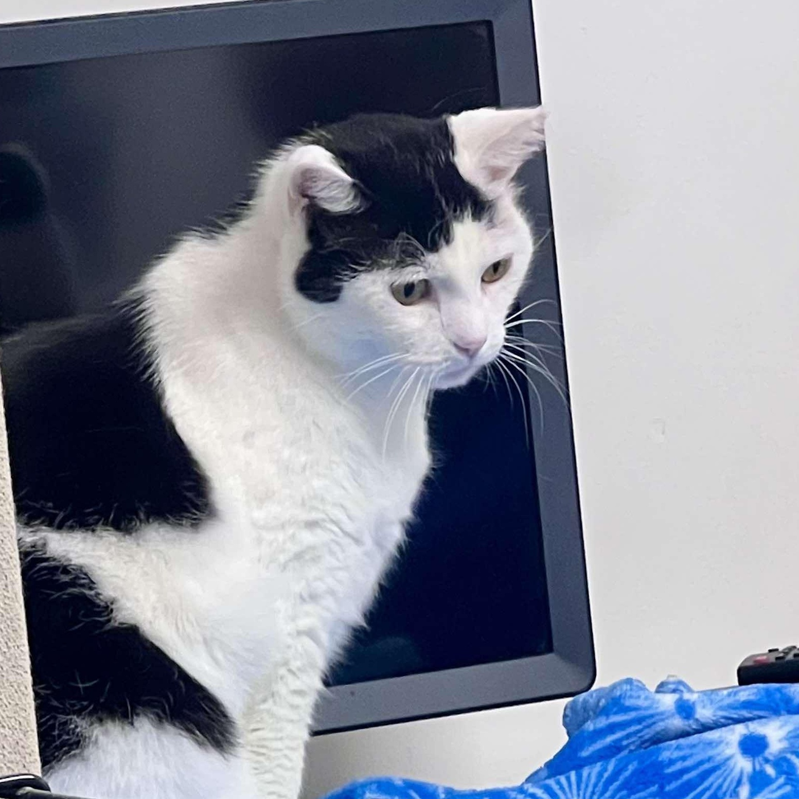 Shawnee, a Adoptable Domestic Short Hair image 3/6