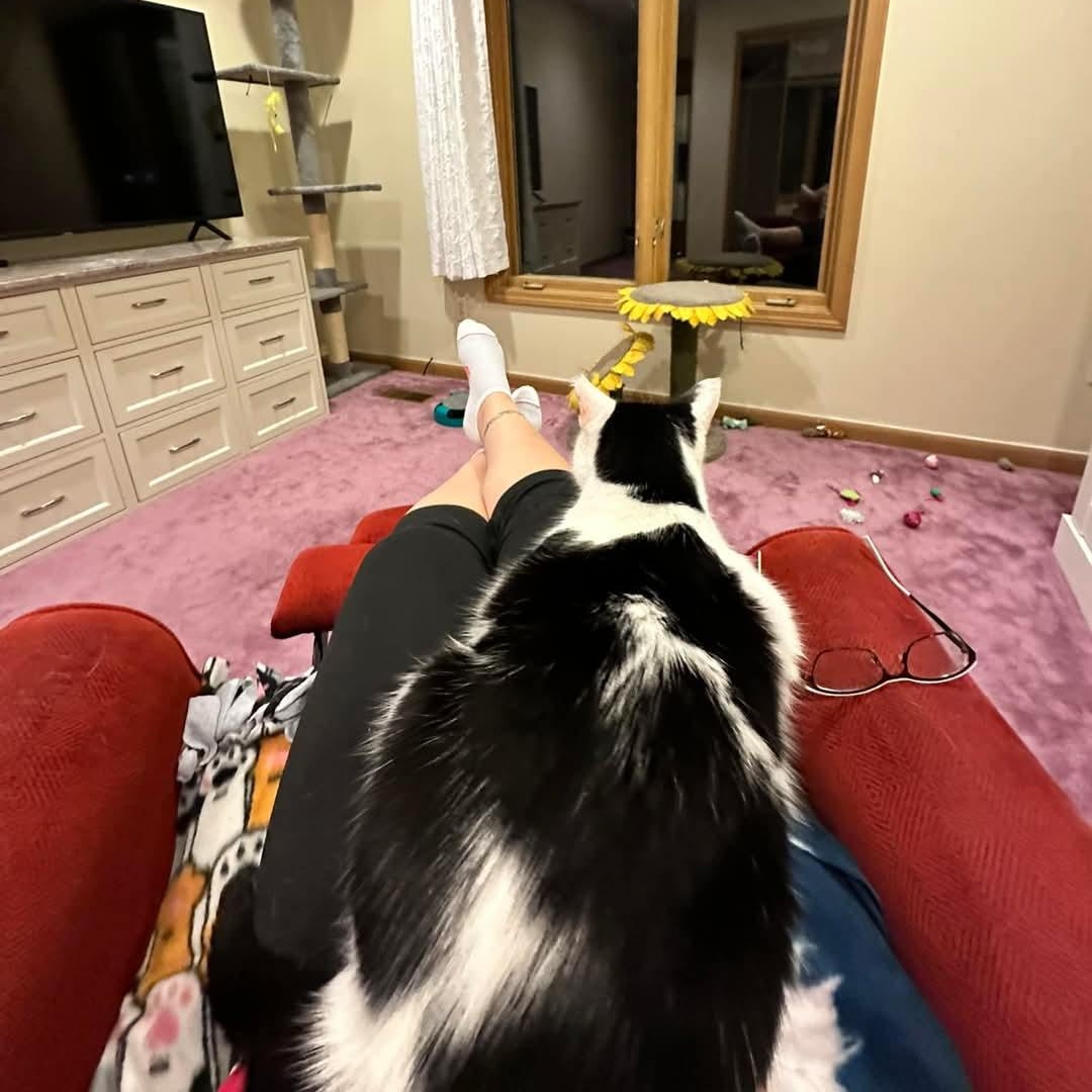 Shawnee, a Adoptable Domestic Short Hair image 4/6