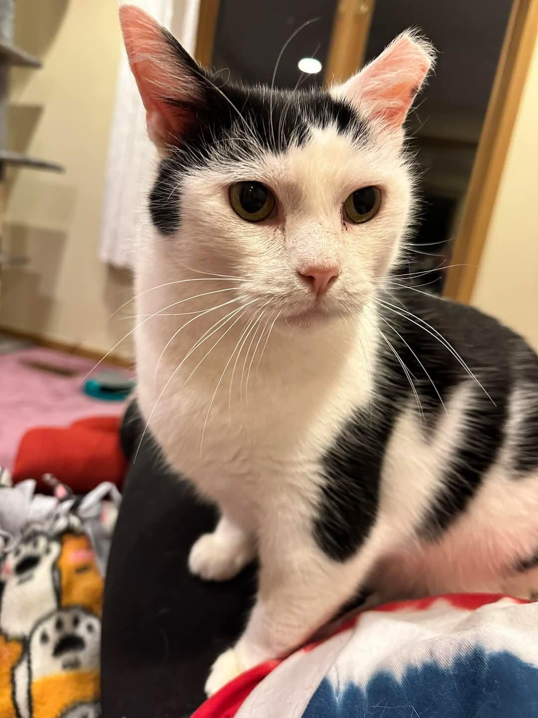 Shawnee, a Adoptable Domestic Short Hair image 5/6