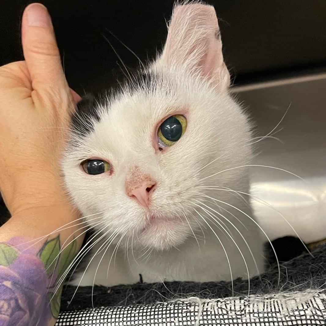 Shawnee, a Adoptable Domestic Short Hair image 6/6