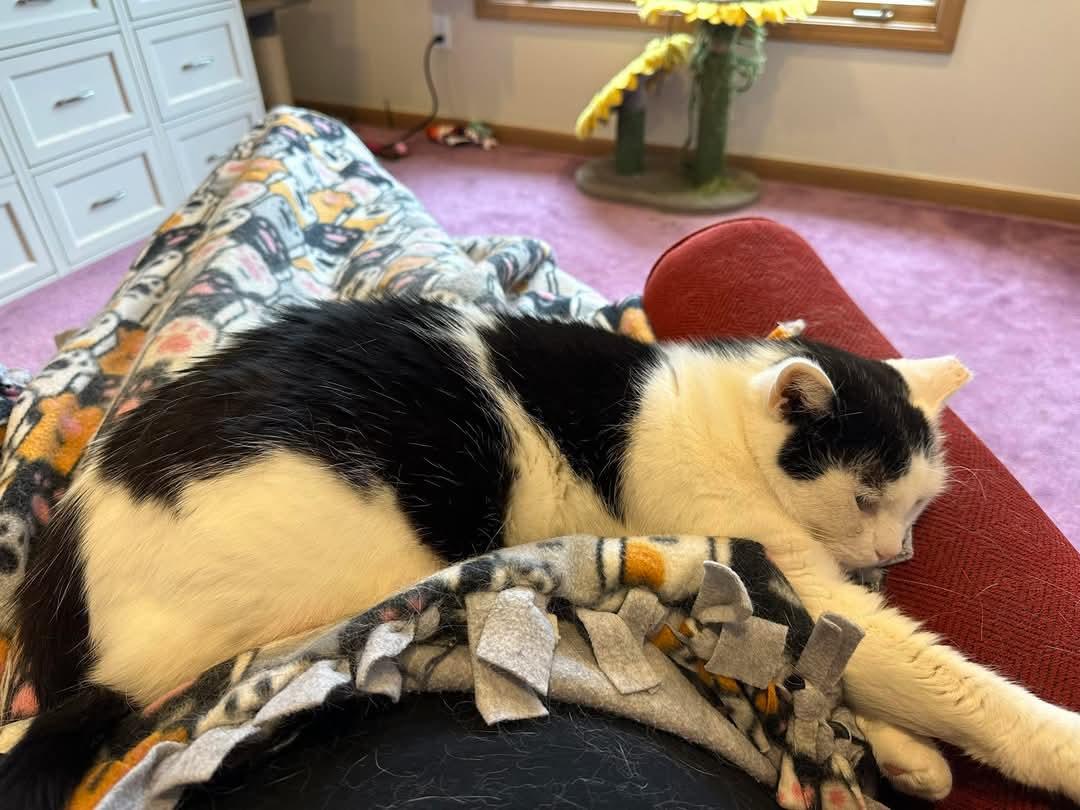 Shawnee, a Adoptable Domestic Short Hair image 1/6