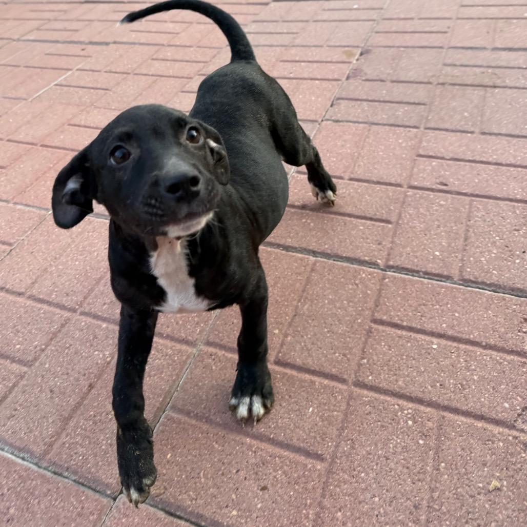 Kenny, Adoptable, Puppy Male Black Labrador Retriever.