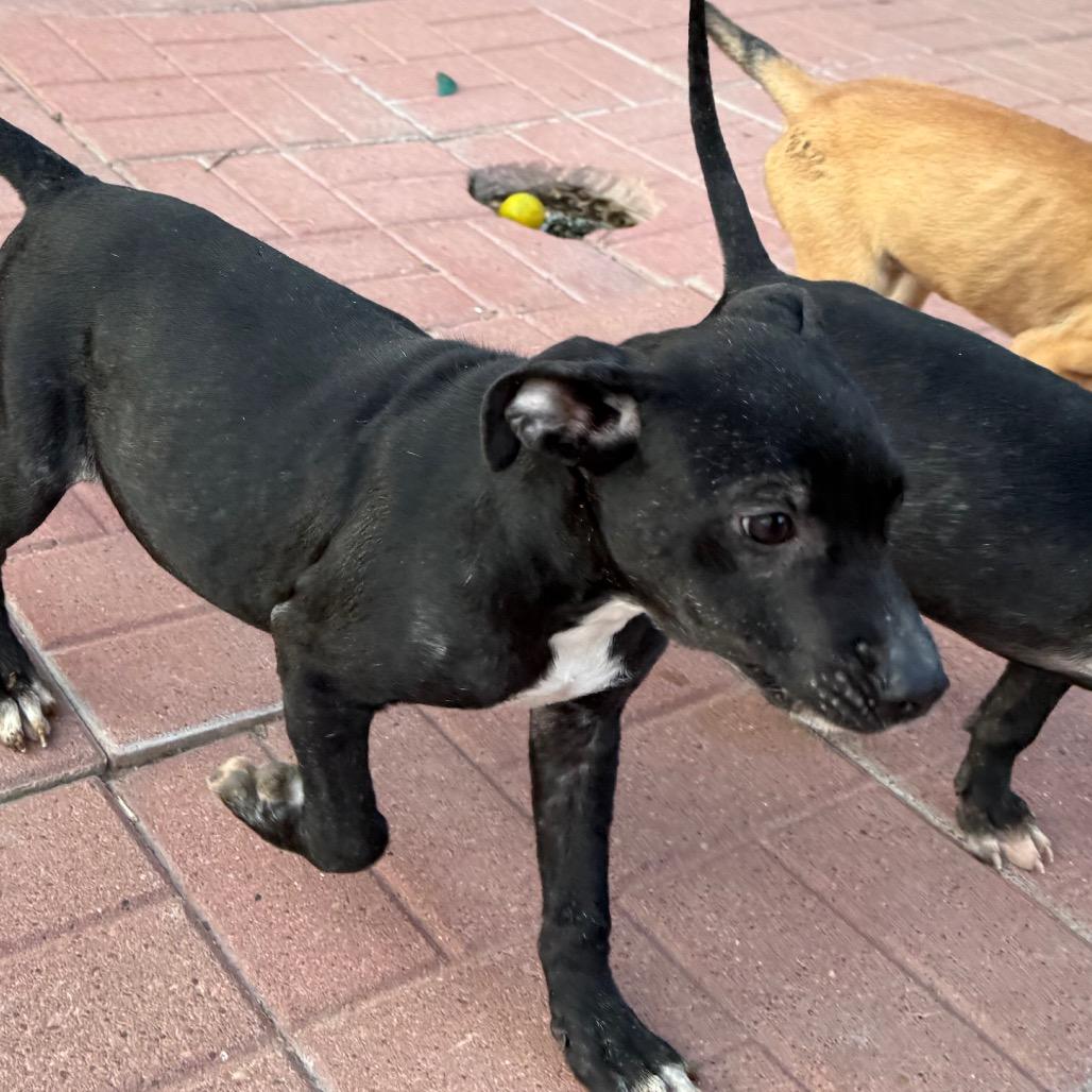 Enlarge Kenny, a Adoptable mixed breed in Rochester, NY image 2/2