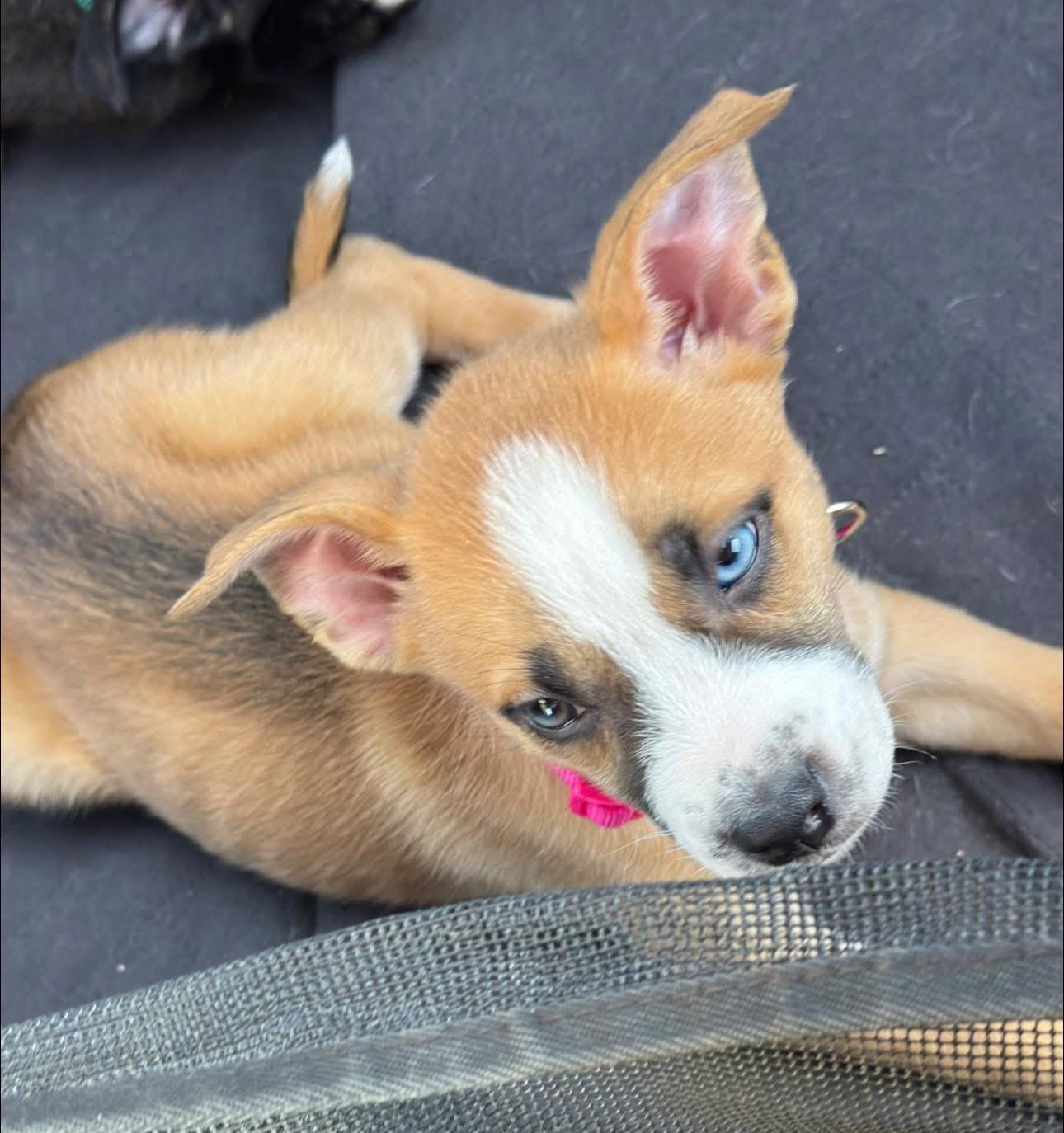 Razin, a ADOPTABLE mixed breed in Woodlawn, TN image 4/5