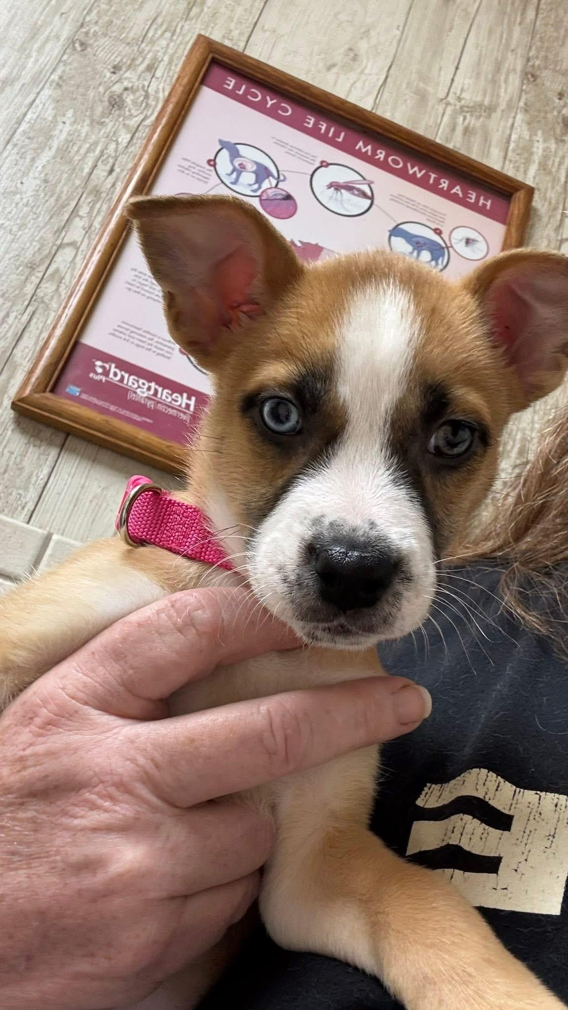 Razin, a ADOPTABLE mixed breed in Woodlawn, TN image 2/5
