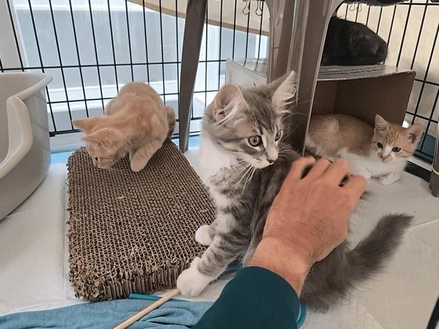 family cats　0728 🐾 Found Cat – Do You Recognize Me? 🐾 This sweet young girl