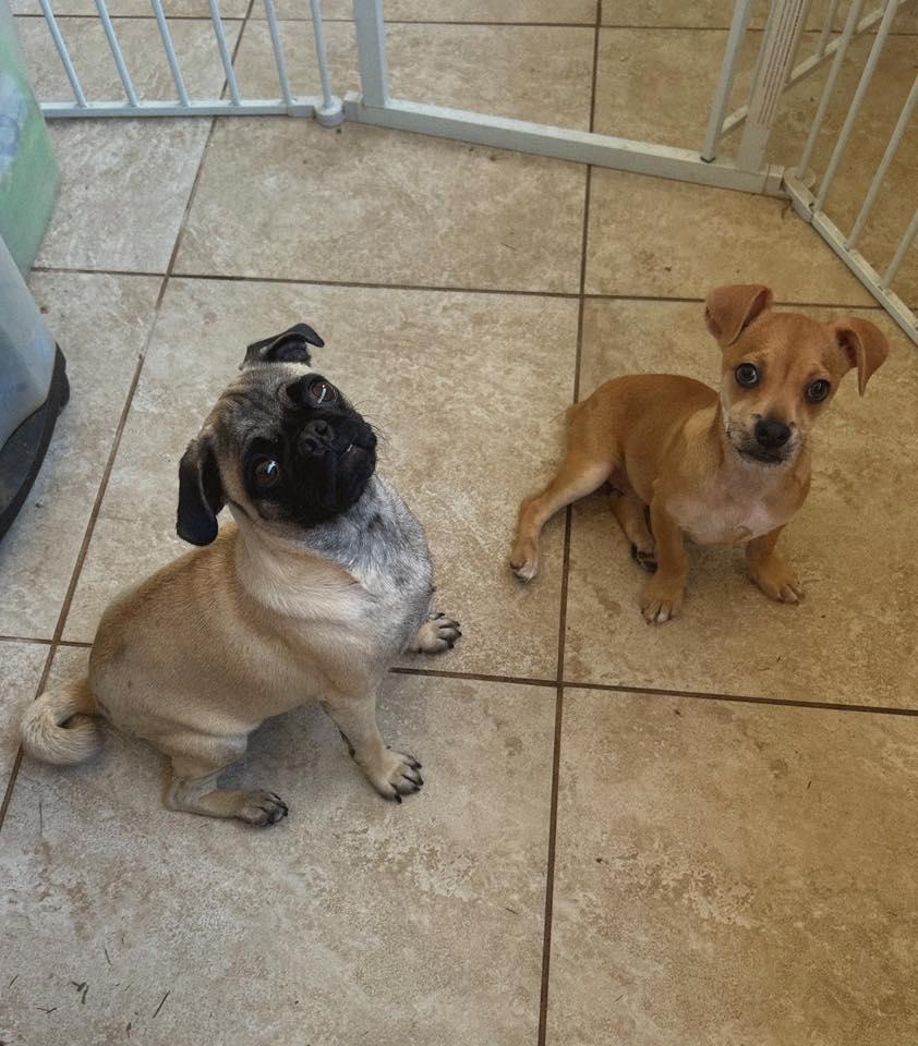Honey, an adopted mixed breed in Fresno, CA image 2/2