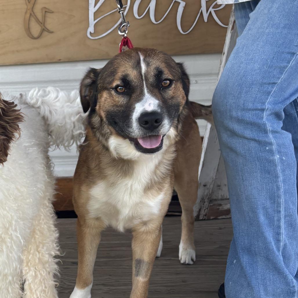 Enlarge Ducky, a Adoptable Mixed Breed in Fletcher, NC image 3/4