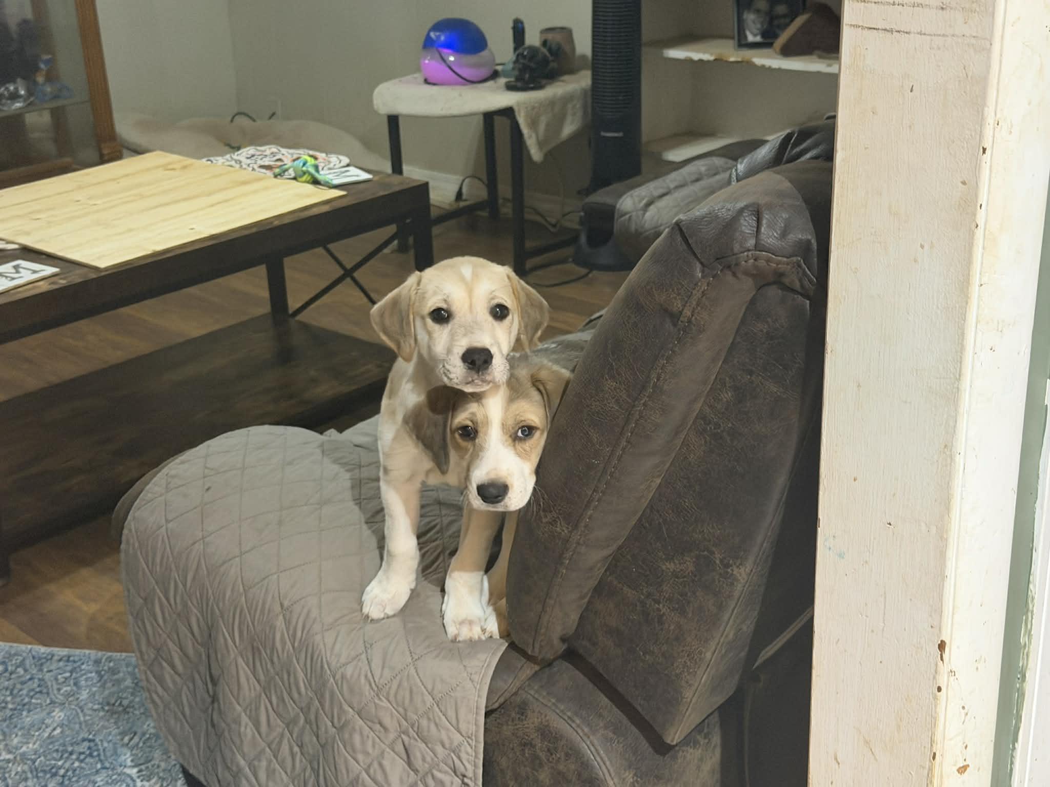 Enlarge Bacchus, an adopted mixed breed in Mobile, AL image 2/4