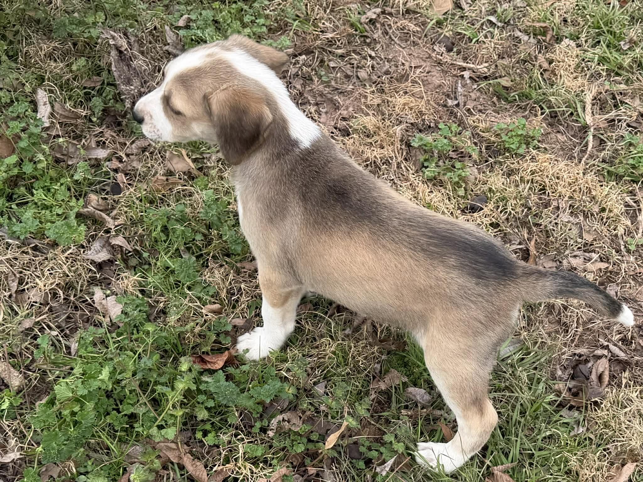 Enlarge Bacchus, an adopted mixed breed in Mobile, AL image 3/4