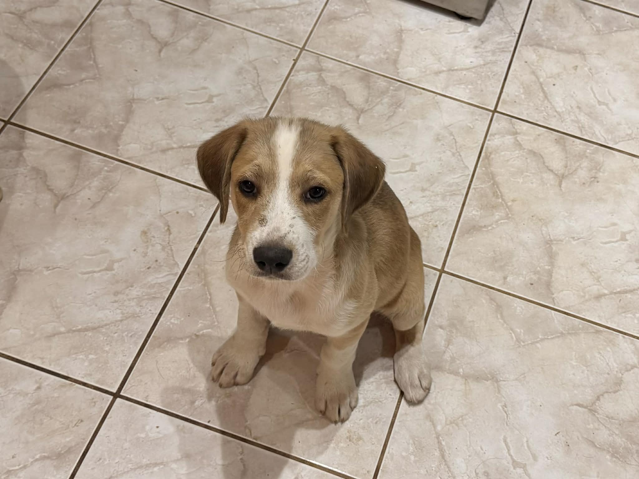 Bacchus, adopted, Puppy Male Golden Retriever & English Pointer.