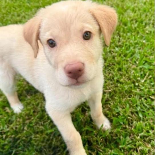 Lainey Lou, Adoptable, Puppy Female Labrador Retriever.