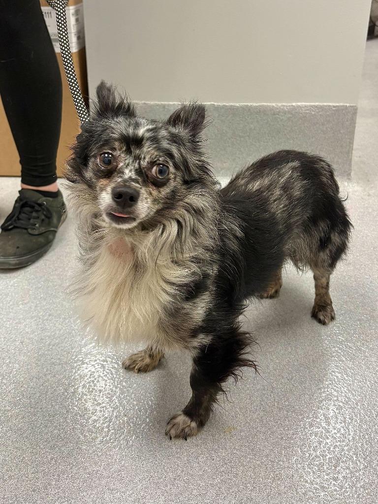 Enlarge Pluto, a Adopted mixed breed in Chillicothe, OH image 1/1