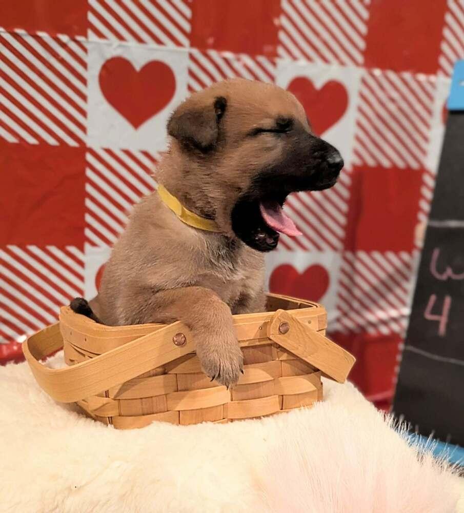 Stormy Skye Litter Kodiak