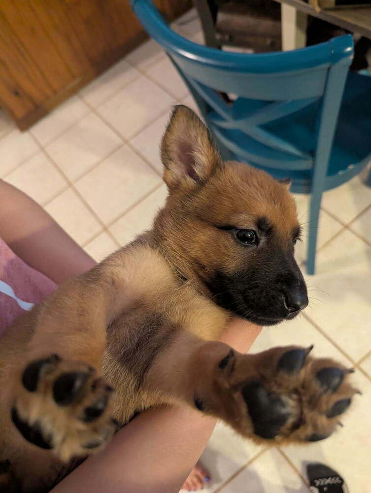 Stormy Skye Litter Kodiak - Located in TX (Yellow Collar)