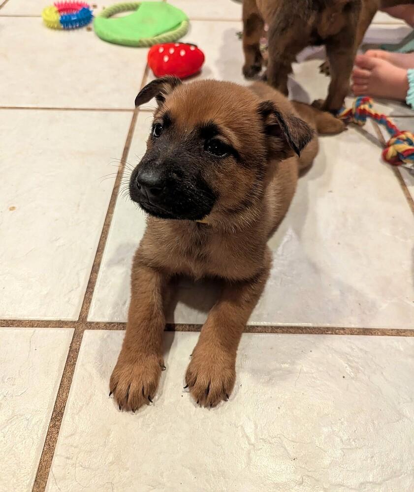 Stormy Skye Litter Kodiak - Located in TX (Yellow Collar) — thumbnail 3