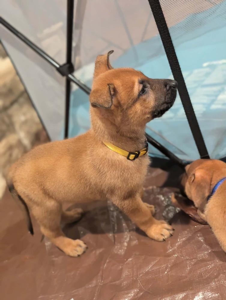 Stormy Skye Litter Kodiak - Located in TX (Yellow Collar) — thumbnail 4