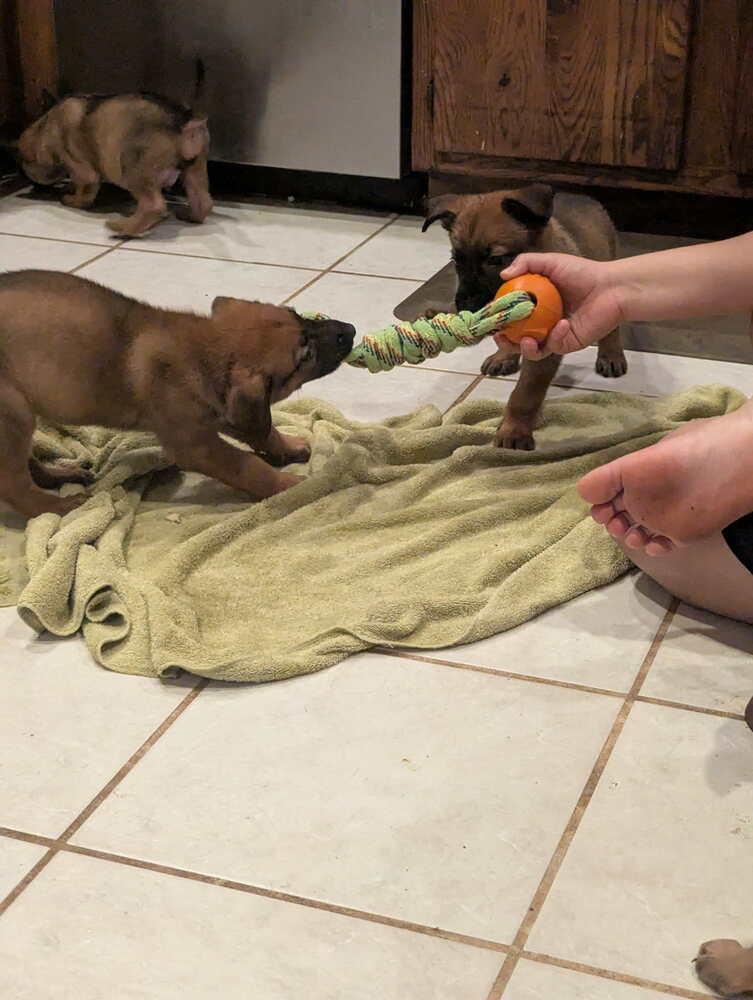Stormy Skye Litter Kodiak - Located in TX (Yellow Collar) — thumbnail 6