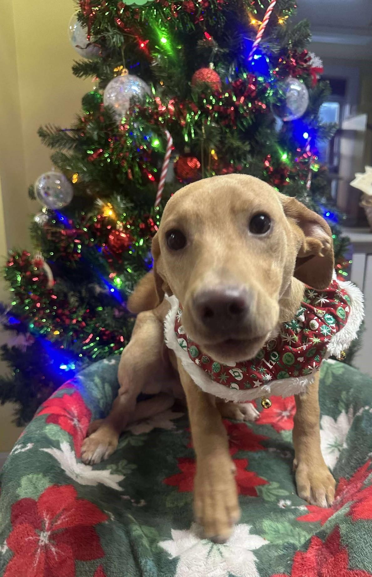 Enlarge Toad, a ADOPTABLE Mixed Breed in Springfield, VT image 2/4