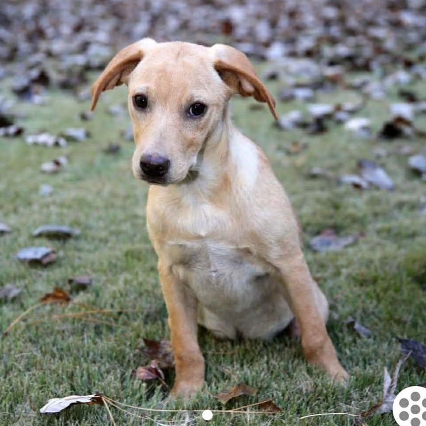 Toad, ADOPTABLE, Puppy Male Mixed Breed.