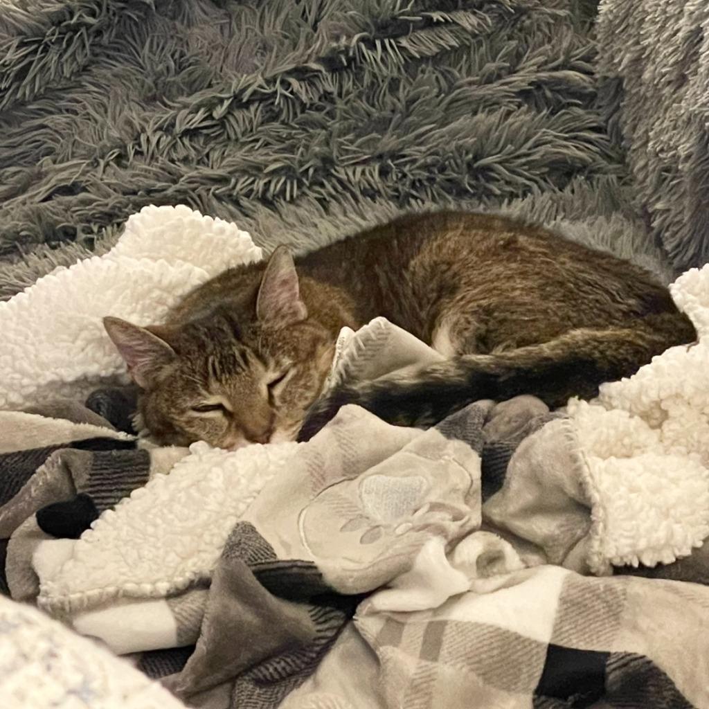 Sunny, Adoptable, Senior Female Domestic Short Hair.