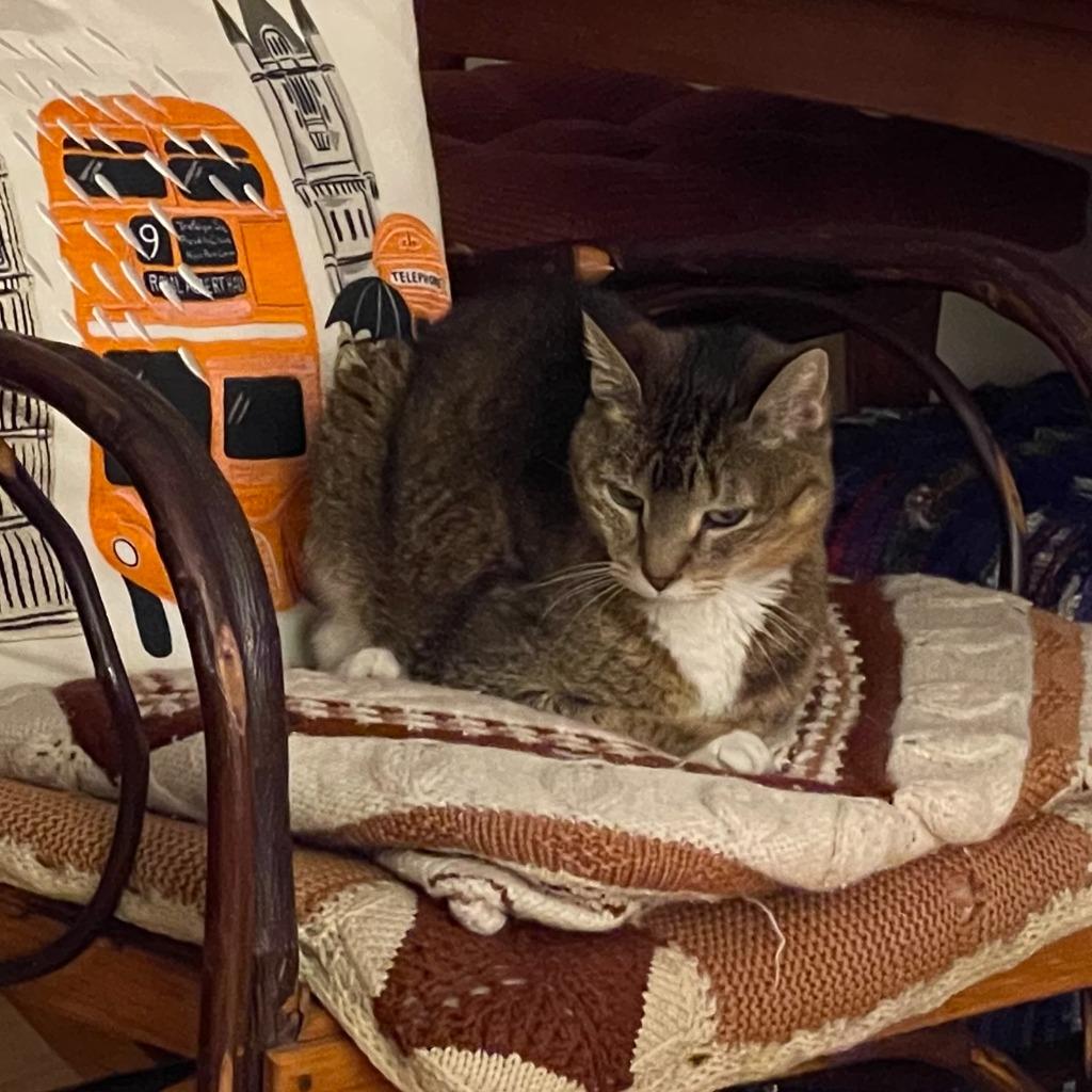 Sunny, Adoptable, Senior Female Domestic Short Hair.