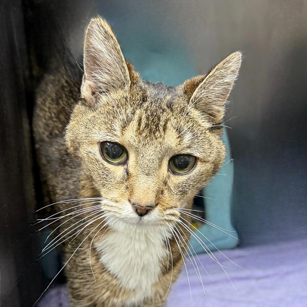 Enlarge Sunny, a Adoptable Domestic Short Hair in State College, PA image 2/6